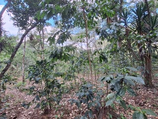 Terreno en Venta en Laguna de El Pino, Santa Rosa - 4