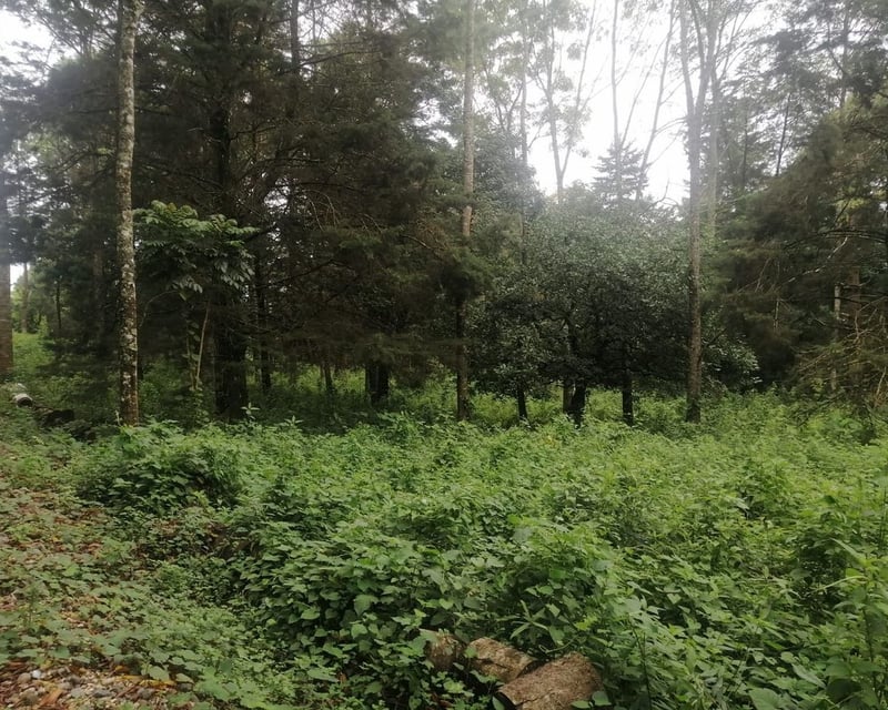 Terreno en Venta – Carretera a El Salvador, Km 30, camino a Santa Elena Barillas