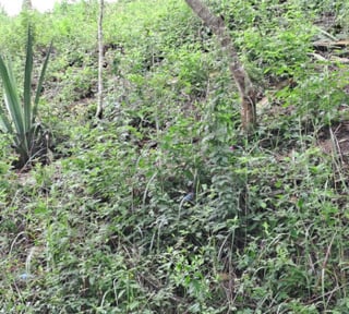 Terreno en venta en San Antonio la Paz el Progreso - Miniatura 8