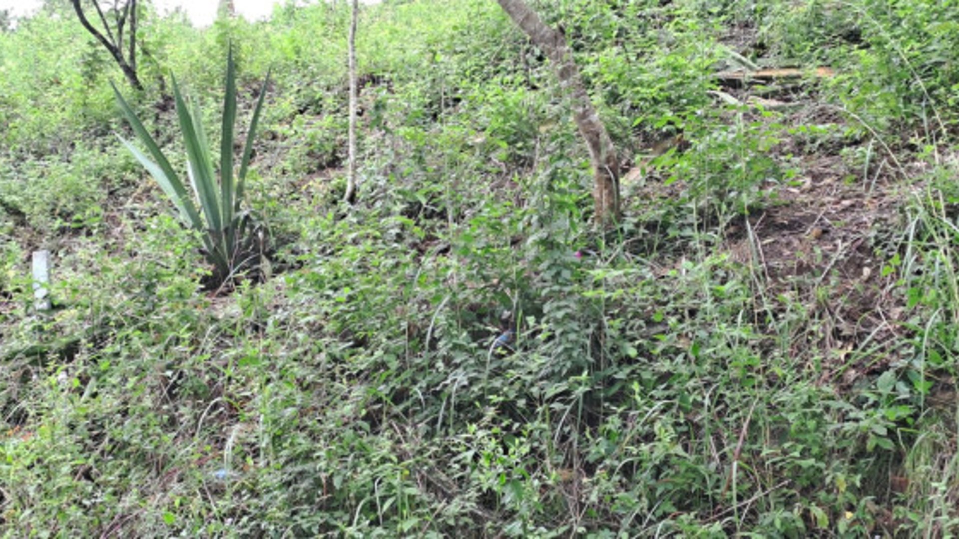Terreno en venta en San Antonio la Paz el Progreso - Miniatura 8