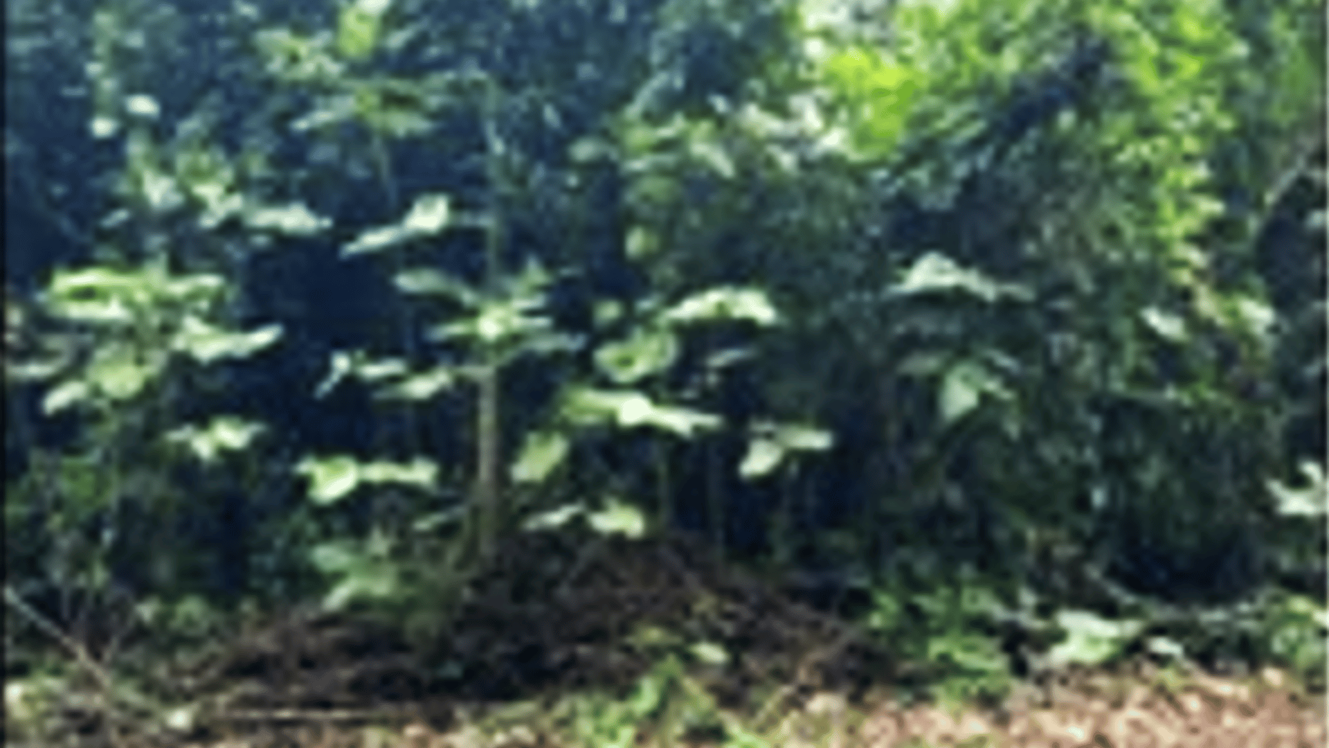 Venta de terreno en izabal