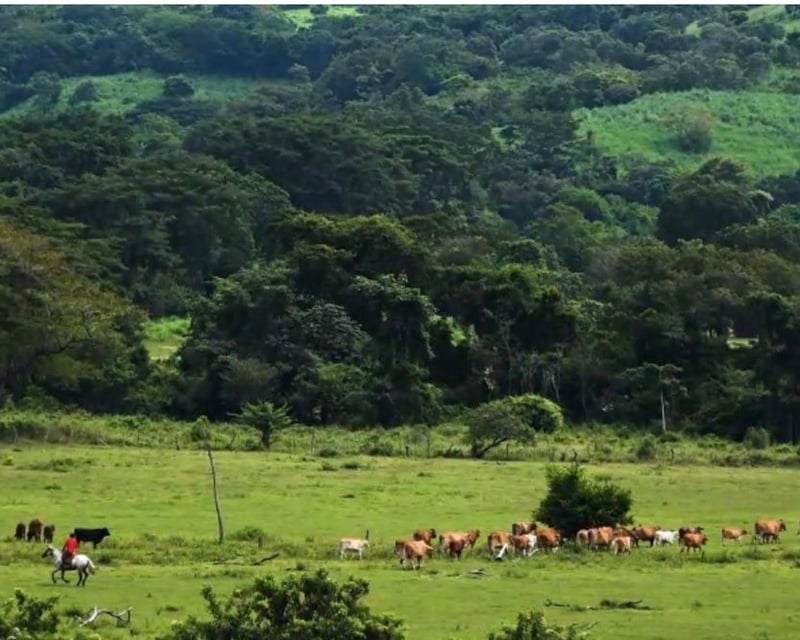 Finca en Venta – A Orilla de Carretera a chiquimulilla