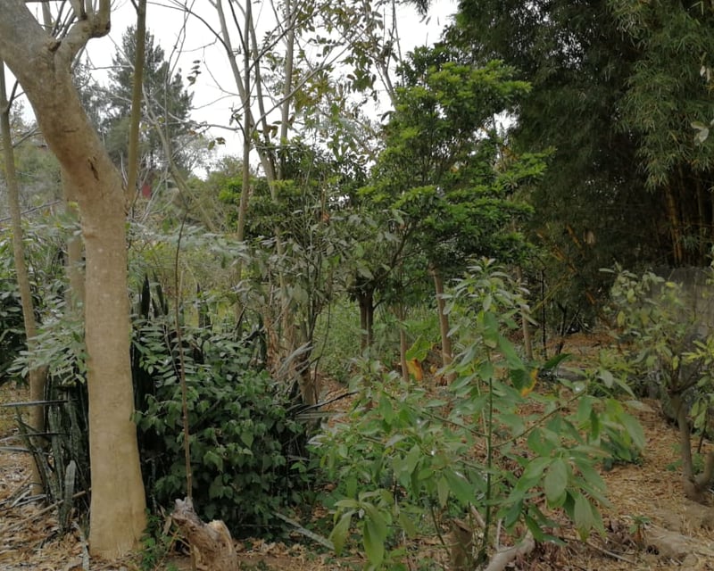 VENTA CASA CON TERRENO DE 4,268 VRS EN LAS TAPIAS ZONA 18