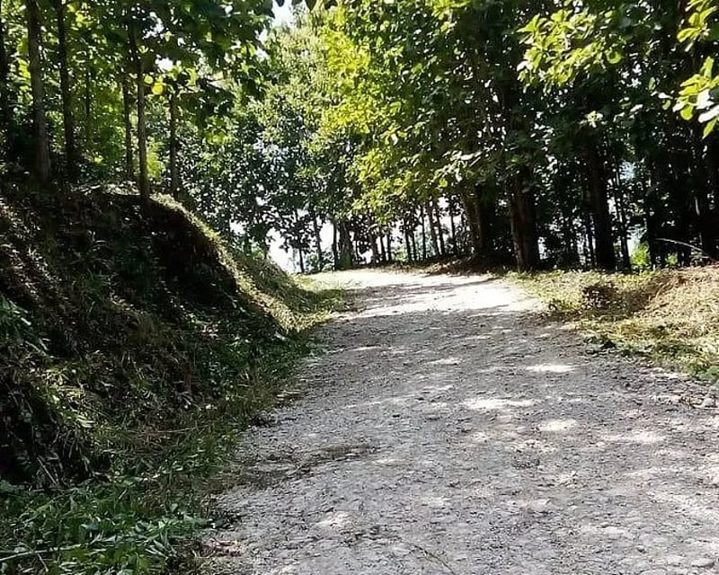 Finca con Plantación de Teca en Venta en Alta Verapaz | Inversión Forestal