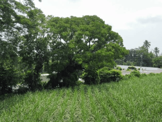 Terreno en renta en Escuintla | Finca San Jose El Socorro Km 78.5 Autopista Siquinalá - 2
