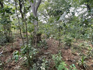 Terreno en venta Villa Canales Jocotillo - 3