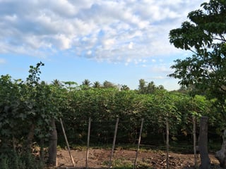 TERRENO EN VENTA EN ESCUINTLA - 2