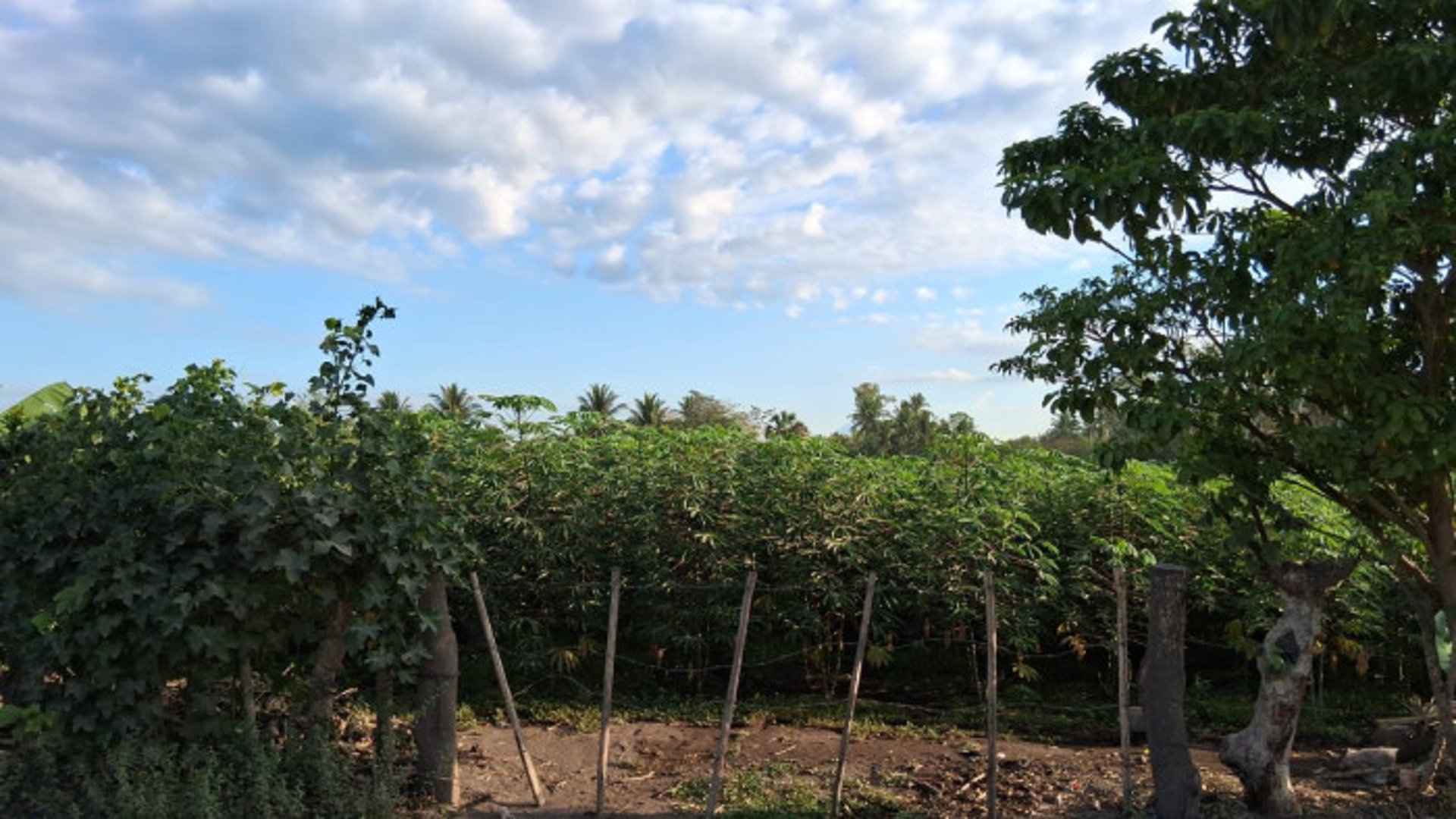 TERRENO EN VENTA EN ESCUINTLA - Miniatura 2