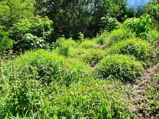 Amplio Terreno rustico en Venta, Sta Lucia Milpas Altas - 5