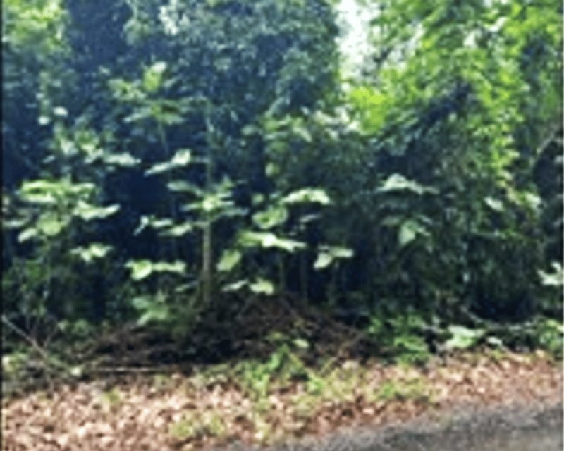 Venta de terreno en izabal