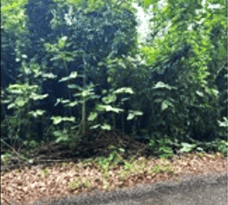 Venta de terreno en izabal