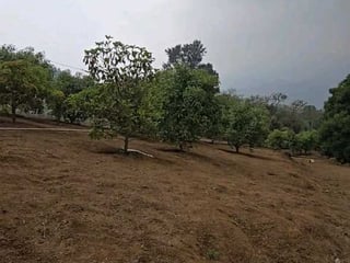 Vendo Propiedad para contruir 1 o varias Casas de Campo en Granja - 3