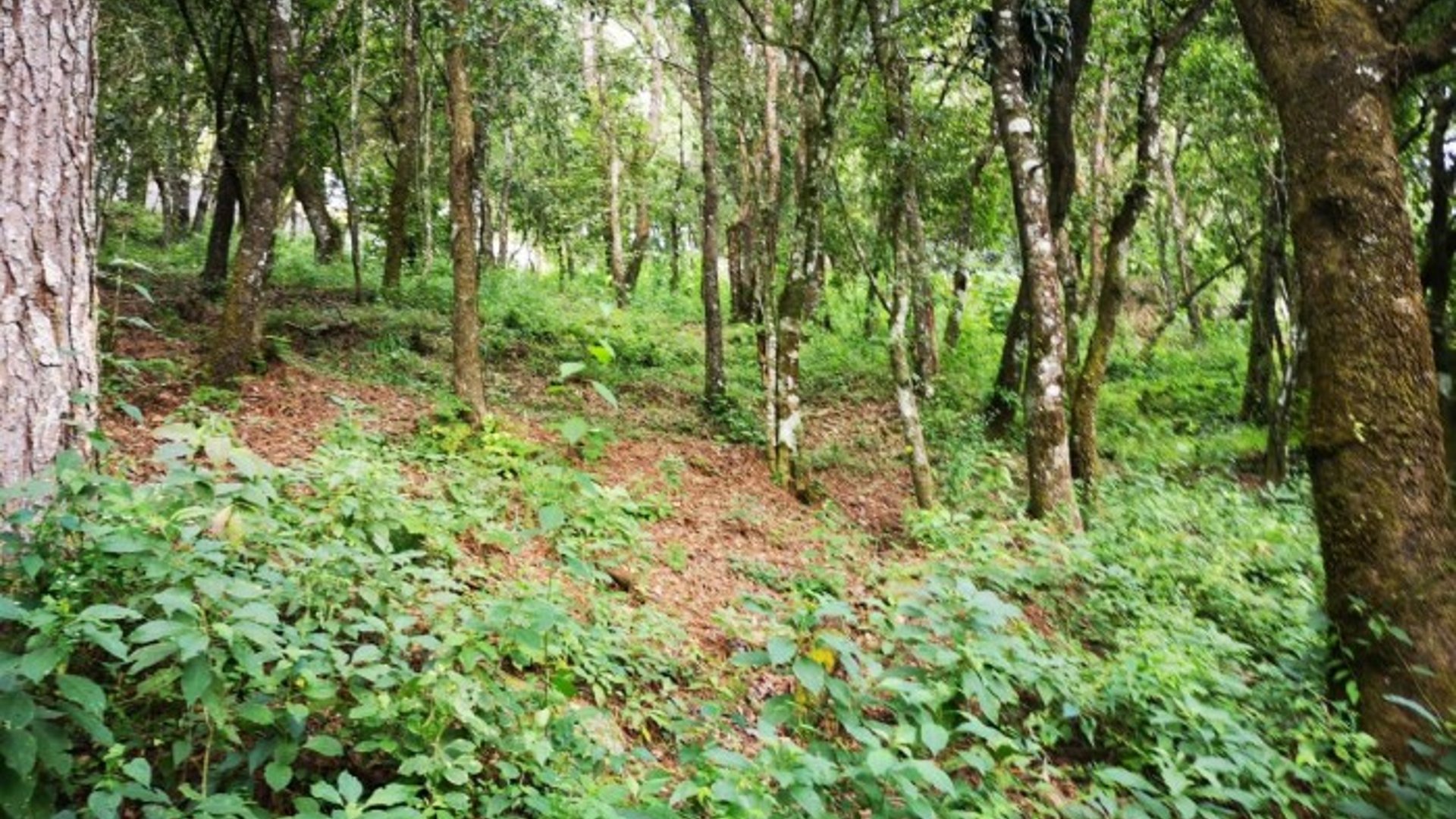 Terreno en Venta El Encinal Mixco