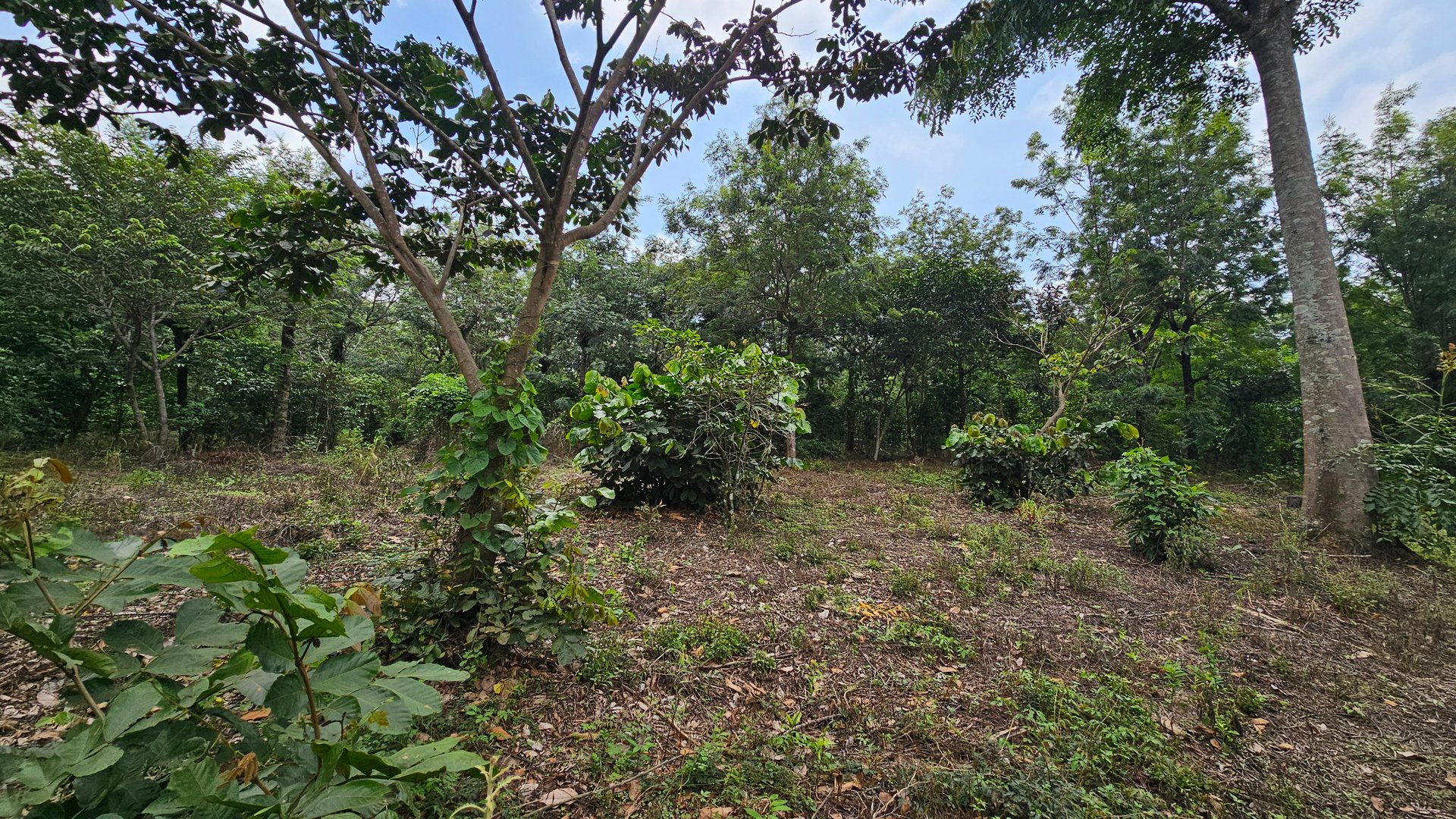 Terreno de 1 Manzana en Alotenango Cercanía Estratégica a la RN14 - Miniatura 4