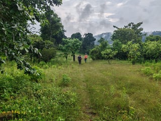 Finca cafetalera en venta 490 cuerdas Ref-4859 - 4