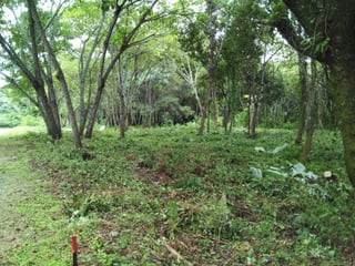 Venta terreno residencial Casa y Campo  km 23.5 CAES. - 3