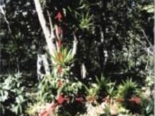 TERRENO/FINCA EN VENTA EN FRAIJANES , CAES - 5