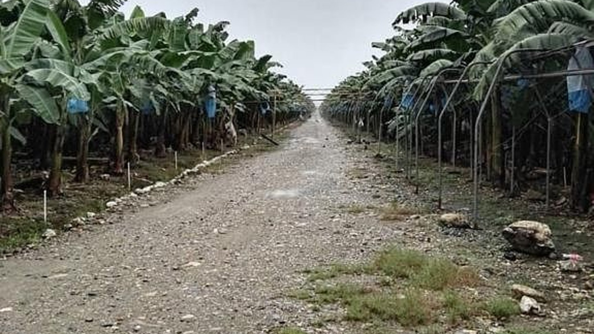 FINCA DE BANANO EN VENTA EN IZABAL