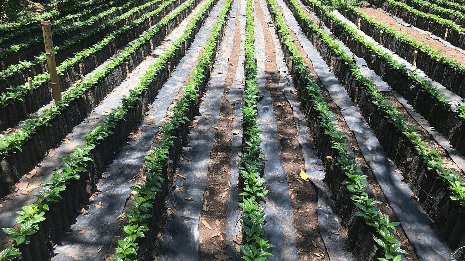Finca en VENTA en  Barberena, Santa Rosa - Miniatura 18