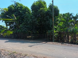 Granja en renta en Km. 102 Puerto de San José - Image 18