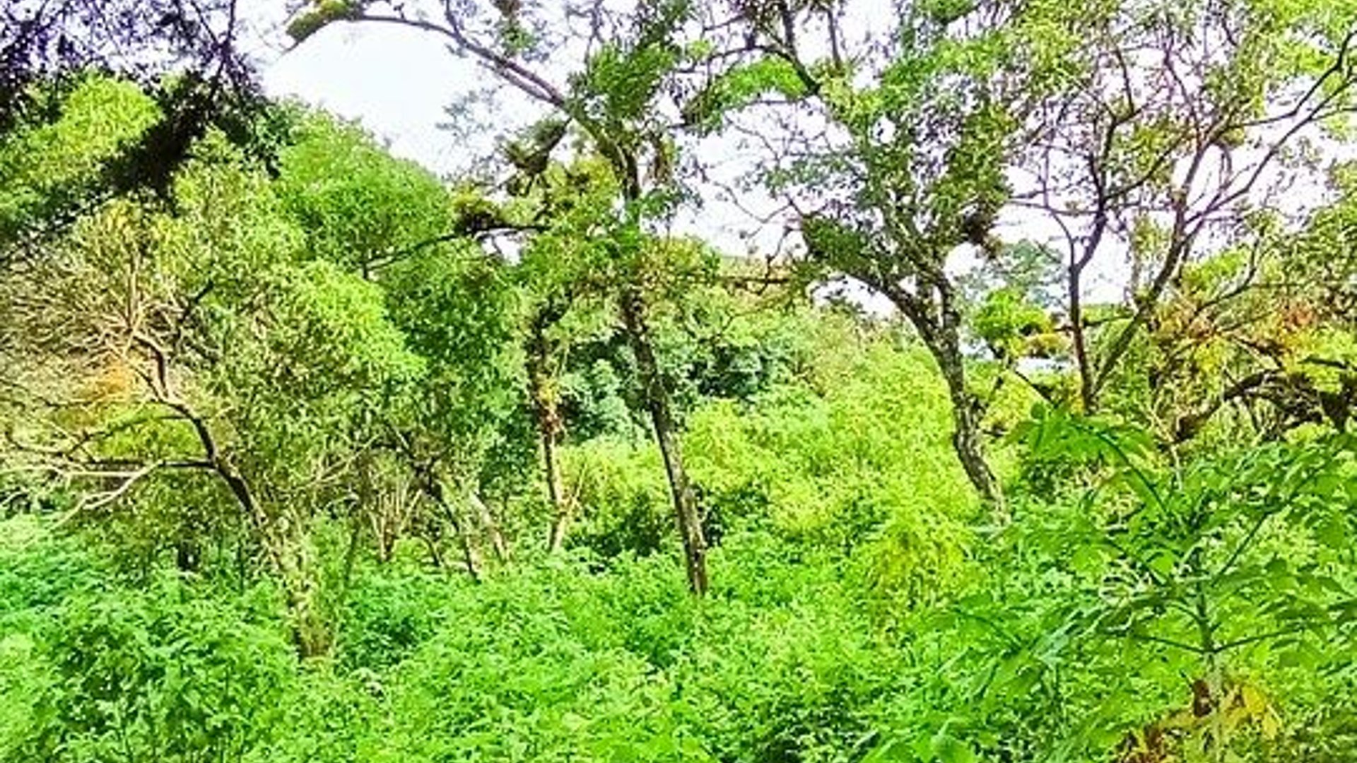 Terreno en VENTA en San Vicente - Miniatura 11