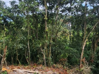 Vendo Terrenos en Santa Rosalia La Laguna, Bosque Casuarinas  - 5