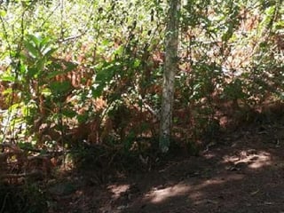 Terreno en Fraijanes KM 20.5 Carretera al Salvador - 4