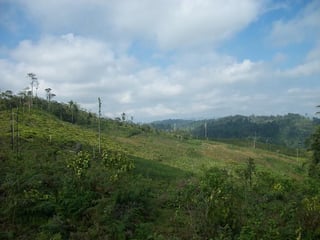Vendo finca minera de 30 caballerias en Izabal - 3