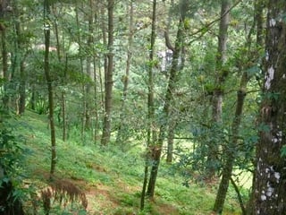 VENTA DE TERRENO EN SANTA ROSALIA LA LAGUNA - Image 9