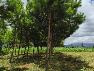 Land for sale in Los Planes de Sumango - Image 15