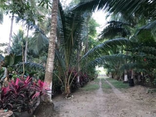 Terreno en venta, en Escuintla - 3