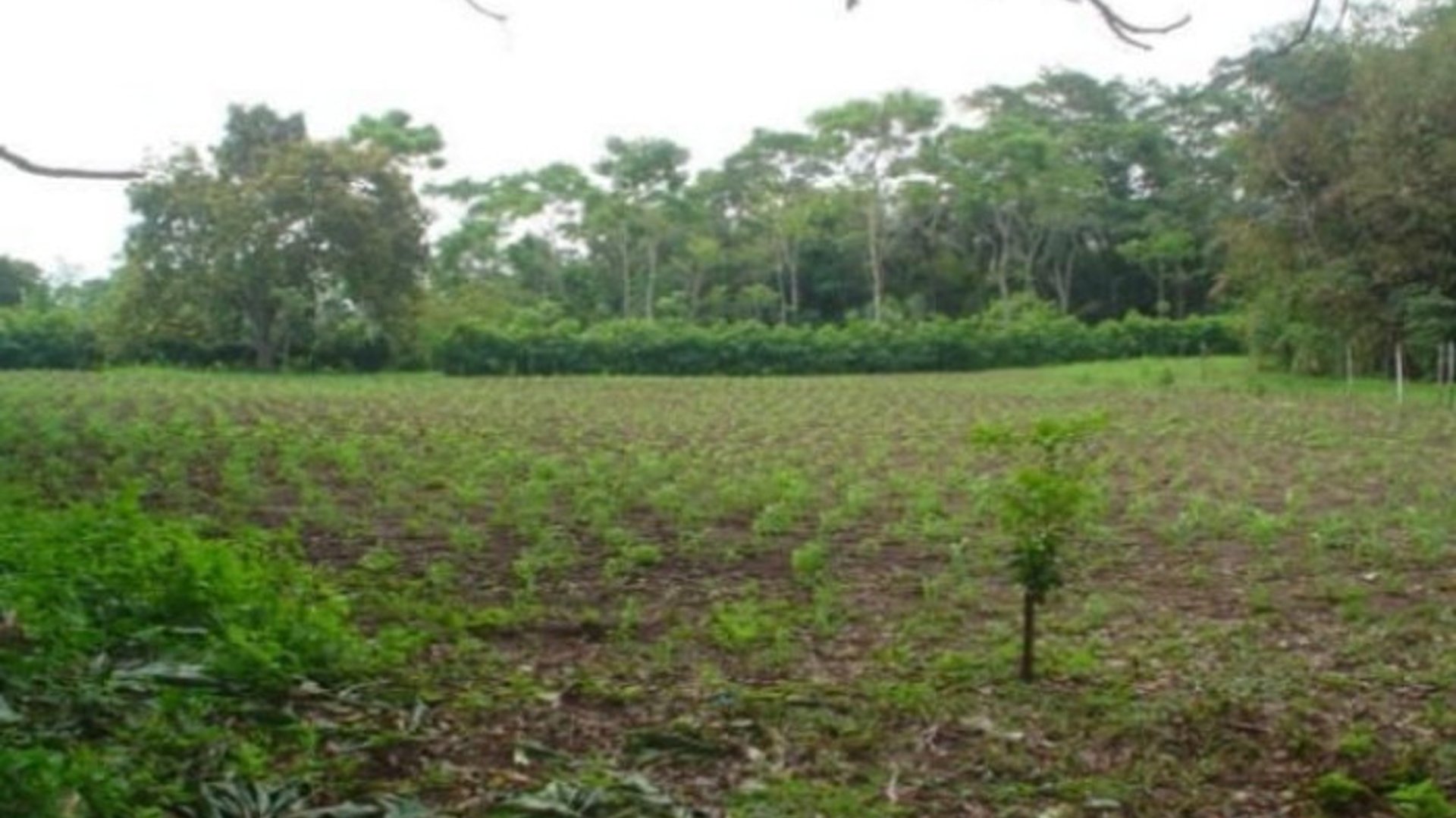 Venta de Terreno en Aldea La Unión Coatepeque - Miniatura 6