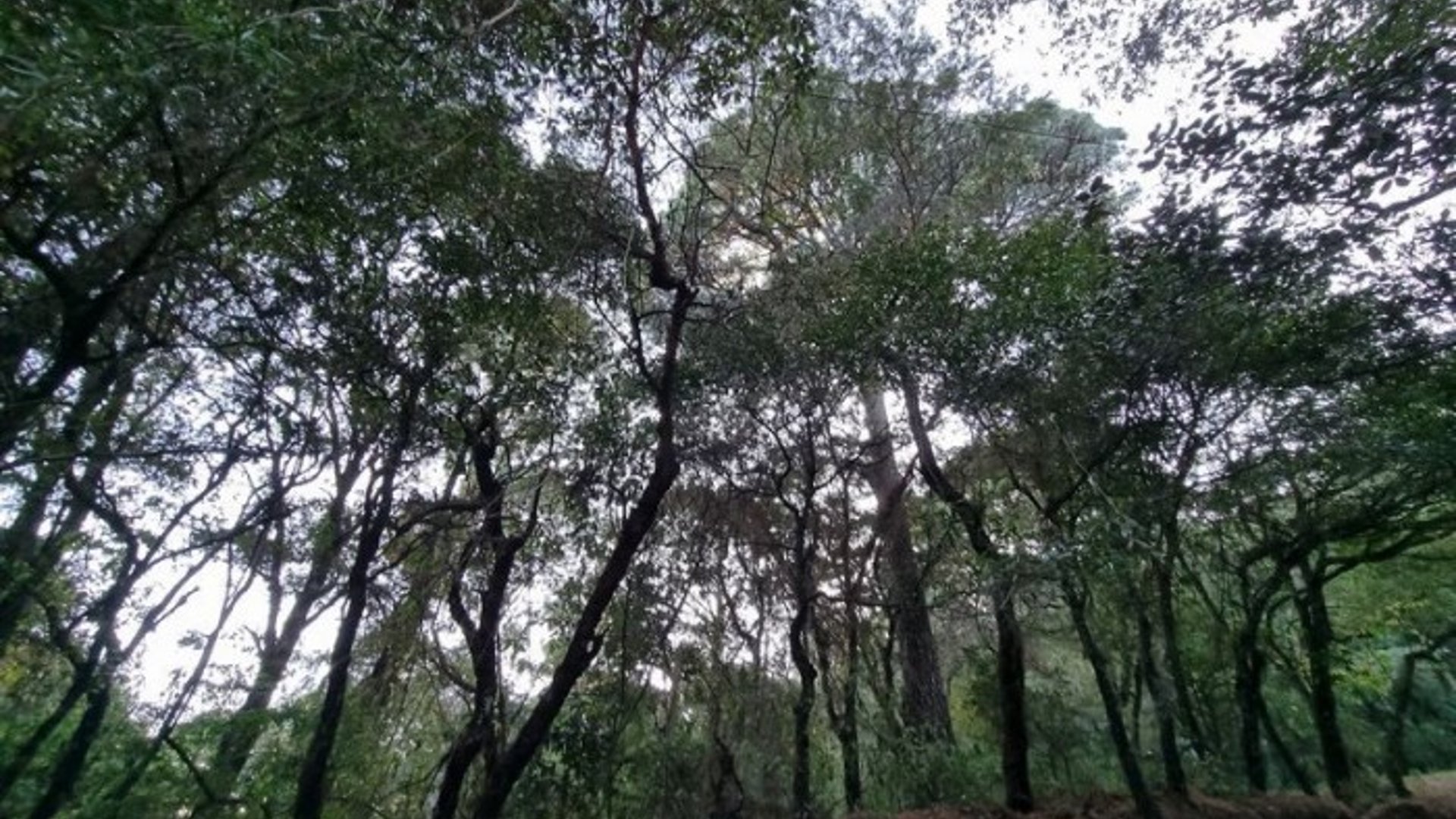 Terreno en Venta en El Encinal, Zona 7 de Mixco - Miniatura 10
