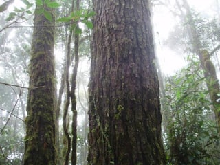 Finca Forestal de Pino en Venta | La Esperanza - 4