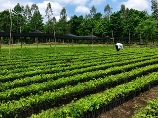 FINCA FORESTAL CERTIFICADA EN VENTA | ESCUINTLA GUATEMALA - 4