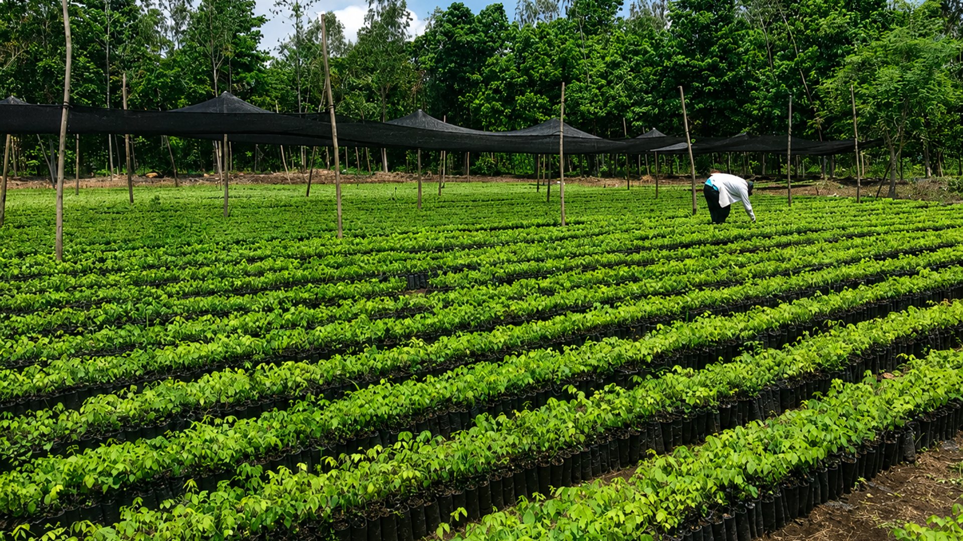 FINCA FORESTAL CERTIFICADA EN VENTA | ESCUINTLA GUATEMALA - Image 1