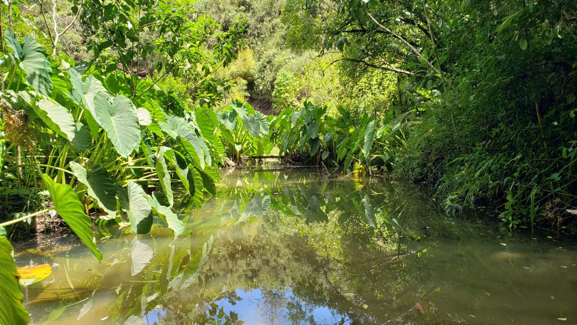 Finca comercial 26 manzanas en Venta en la Verapaces  - Miniatura 30
