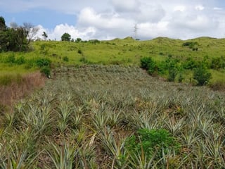 Vendo Terreno km 39.5 Carretera a El Salvador - 3