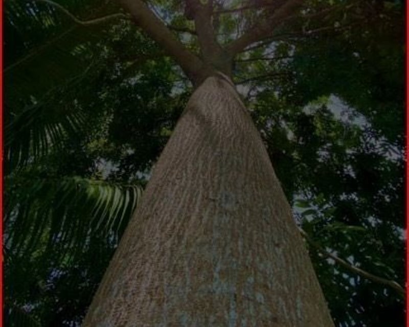 SE VENDE FINCA FORESTAL CERTIFICADA – GUATEMALA