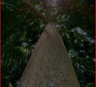 SE VENDE FINCA FORESTAL CERTIFICADA – GUATEMALA