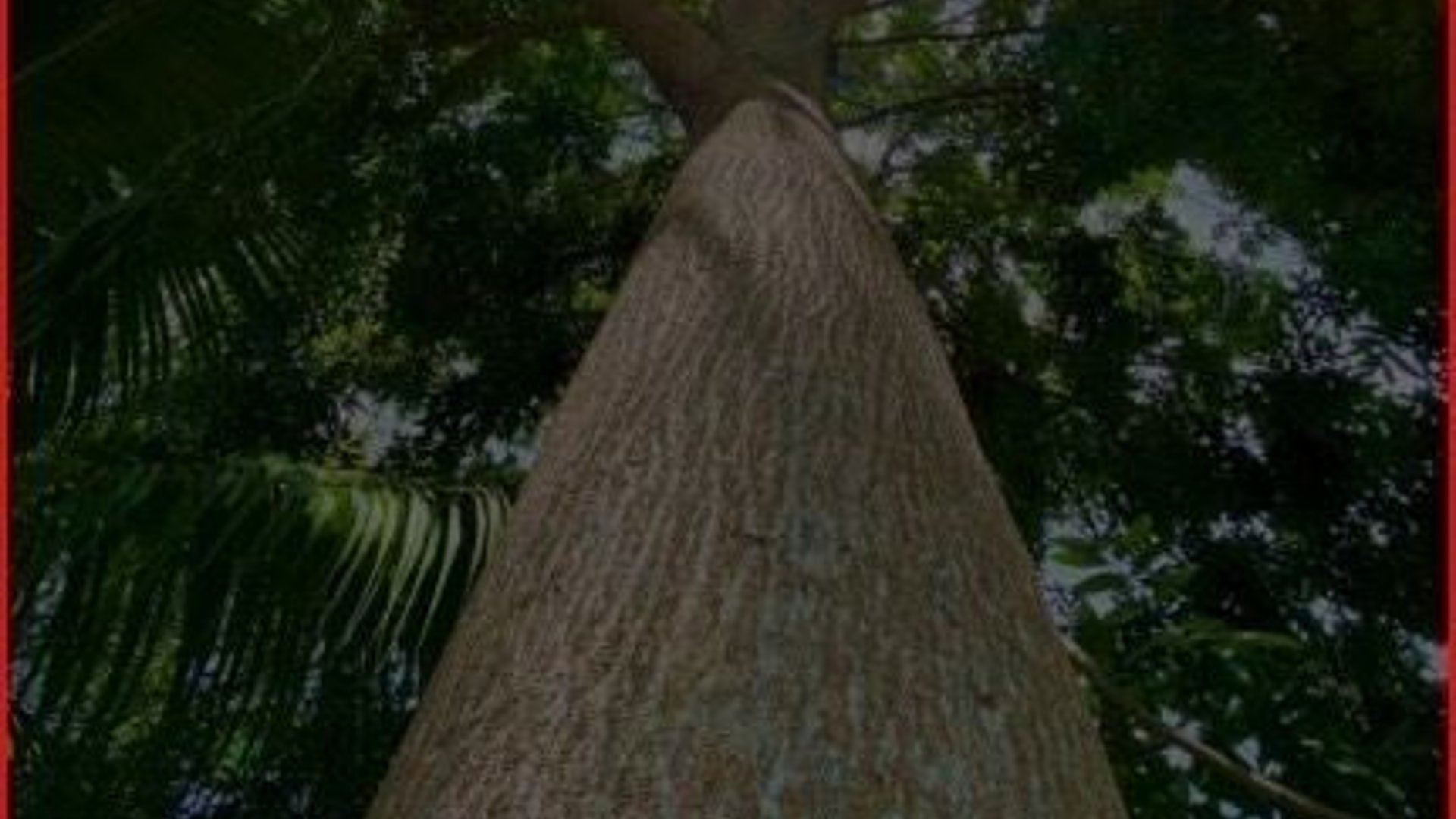 SE VENDE FINCA FORESTAL CERTIFICADA – GUATEMALA