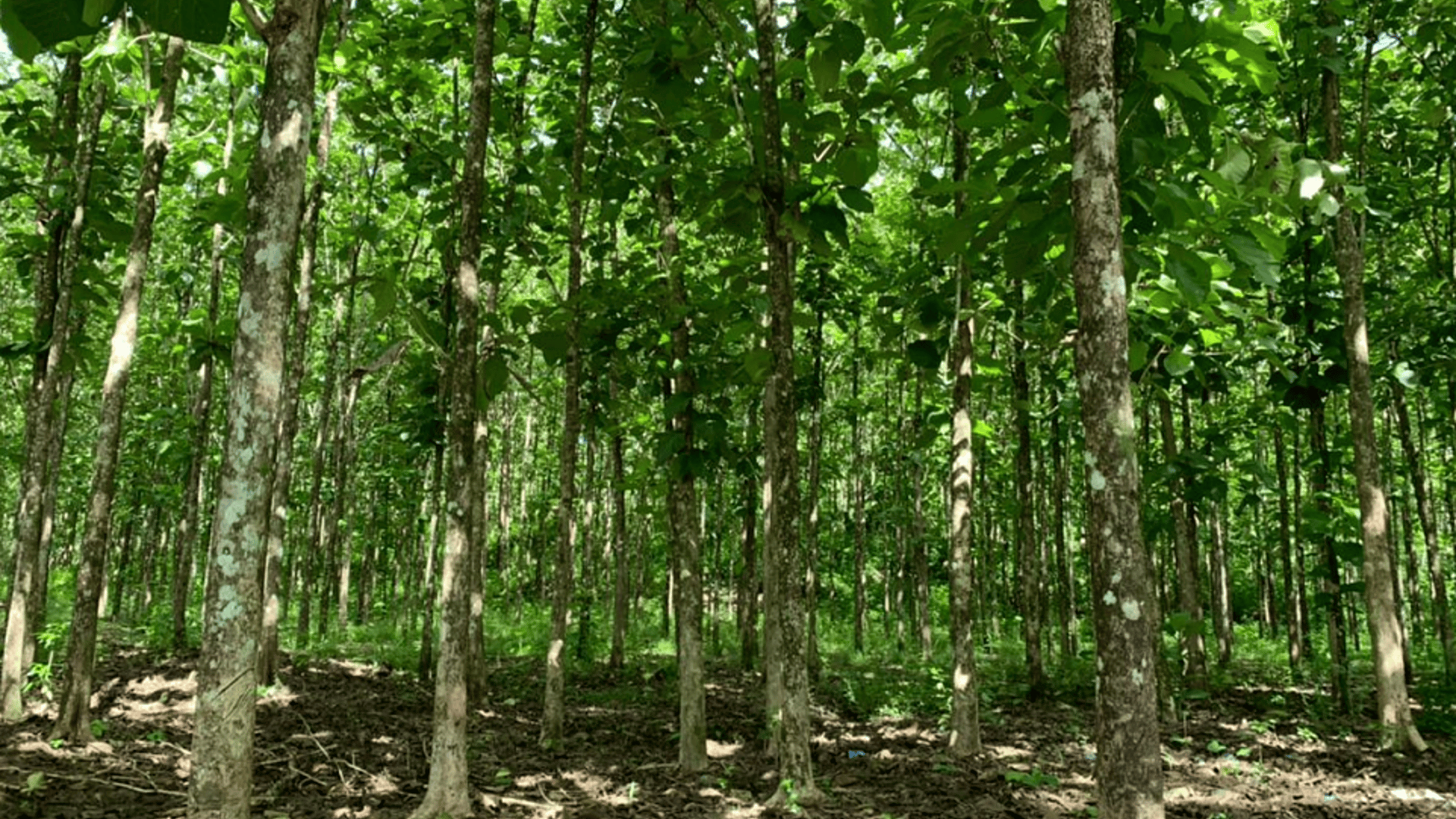 Finca en VENTA en  Municipio Nuevo Chahal, Alta Verapaz - Miniatura 5