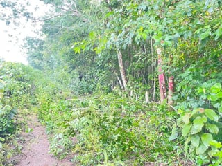 VENTA DE FINCA EN PETÉN – PRECIO DE REMATE - 2