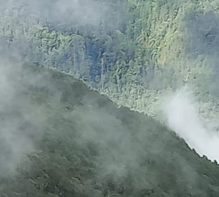 Finca Forestal de Pino en Venta | La Esperanza