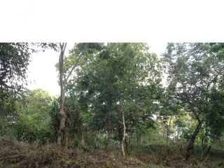 VENDO TERRENO EN SAN ANDRES PETEN - 5