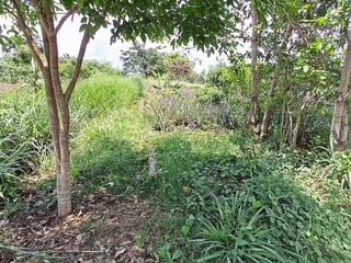 TERRENO EN ALQUILER EN MAZATENANGO - 2