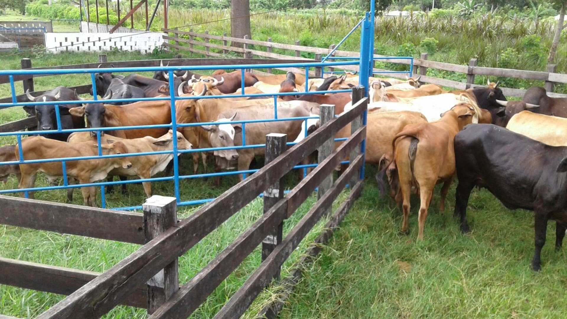 FINCA EN VENTA EN ALDEA EL SAUCE  - Miniatura 6