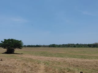 📍 FINCA EN VENTA – 95.11 MANZANAS | NUEVA CONCEPCIÓN | ESCUINTLA - 2