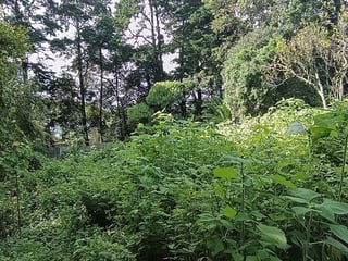 Terreno en VENTA en Santa Elena Barillas - 4