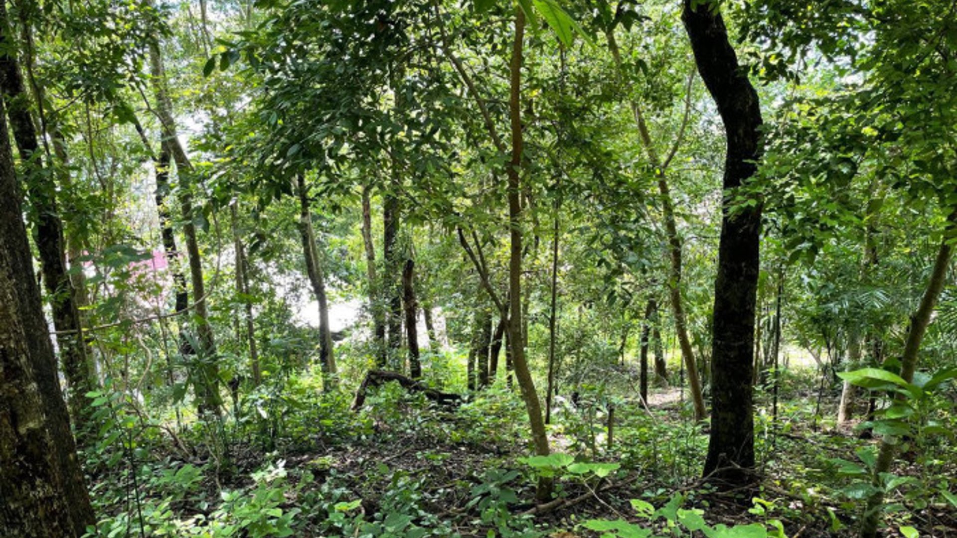 Terreno en Venta El Remate Flores Peten - Miniatura 7